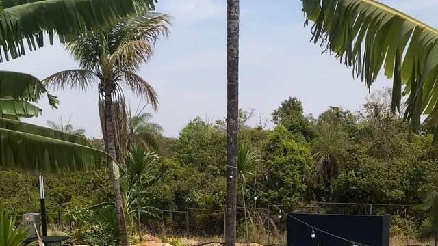 Chá de revelação